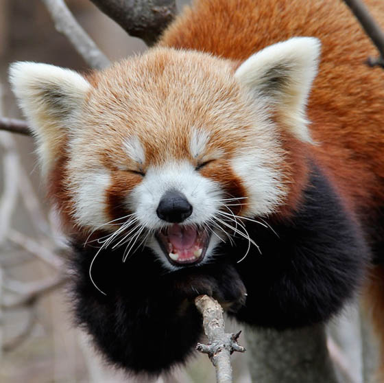 Cute and Adorable Photos of Red Pandas