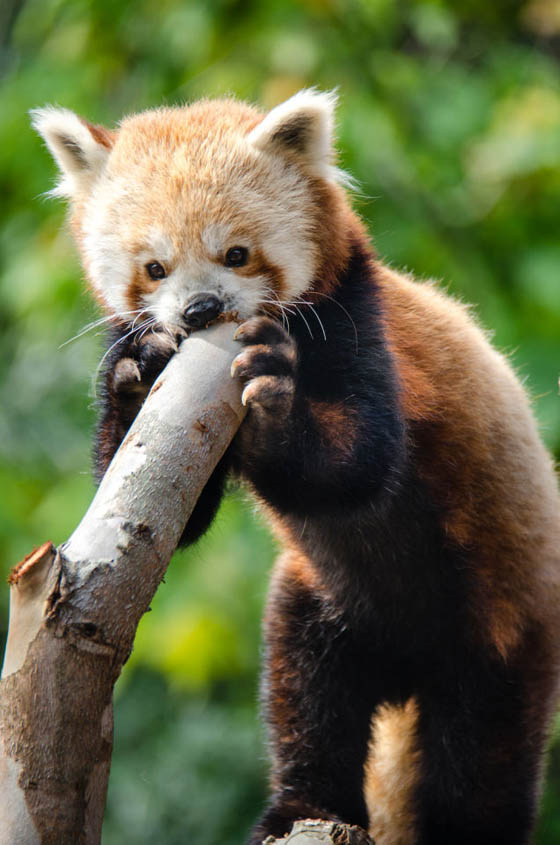 cute red panda