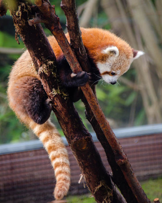 Cute and Adorable Photos of Red Pandas
