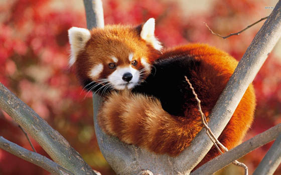 Cute And Adorable Photos Of Red Pandas Design Swan