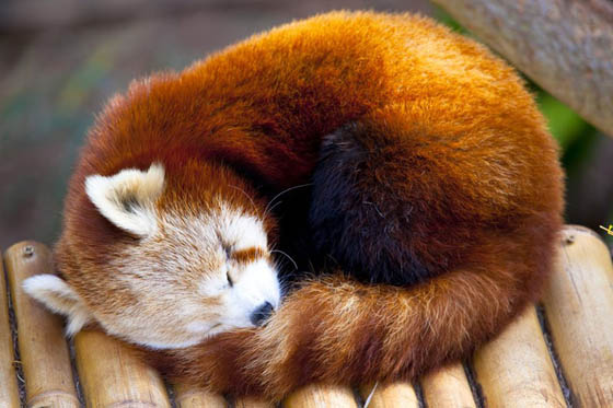 Cute and Adorable Photos of Red Pandas