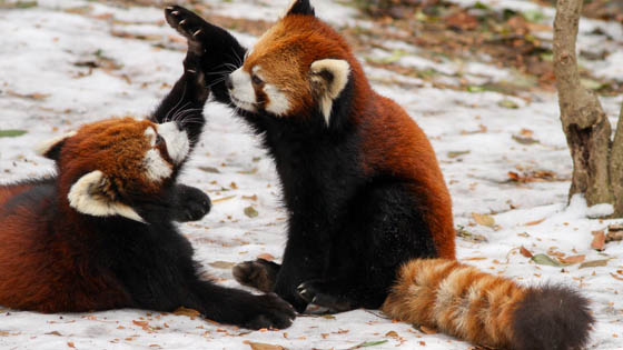 Cute and Adorable Photos of Red Pandas