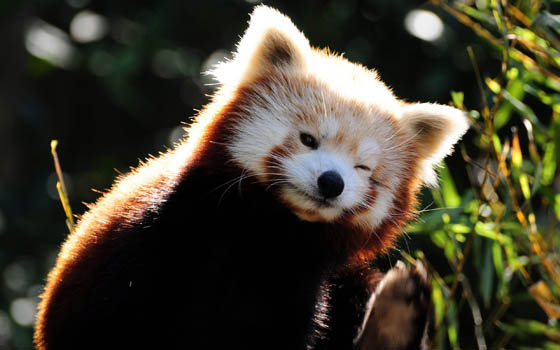 Cute and Adorable Photos of Red Pandas