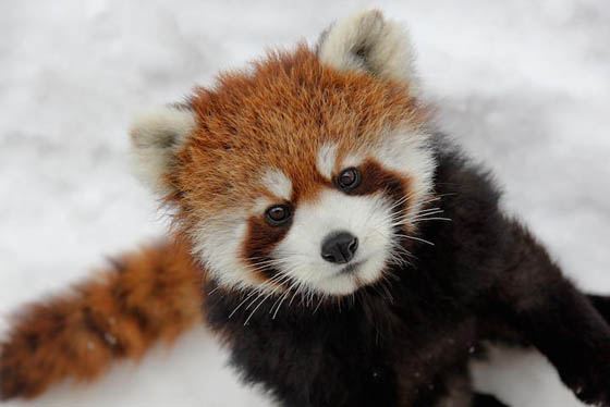Cute and Adorable Photos of Red Pandas | Design Swan
