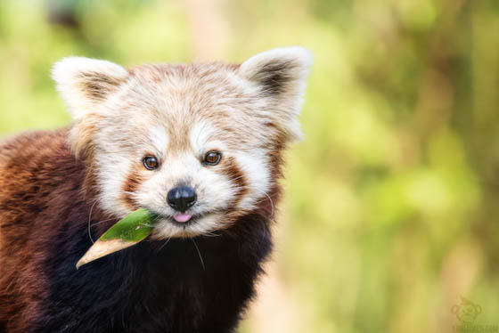 Cute and Adorable Photos of Red Pandas