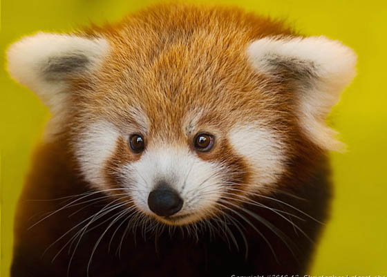 Cute and Adorable Photos of Red Pandas