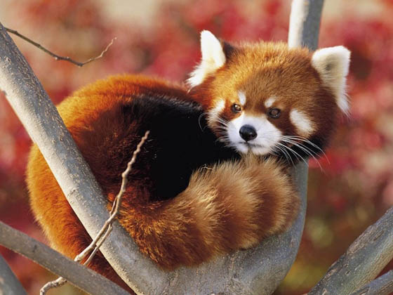 Cute and Adorable Photos of Red Pandas