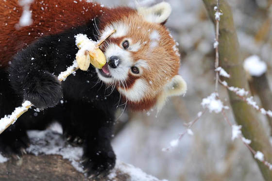 Cute and Adorable Photos of Red Pandas