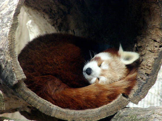 Cute and Adorable Photos of Red Pandas