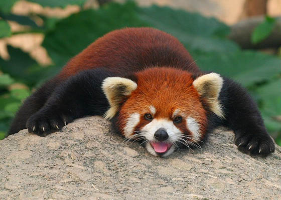 Cute and Adorable Photos of Red Pandas