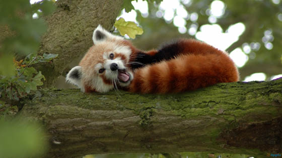 Cute and Adorable Photos of Red Pandas