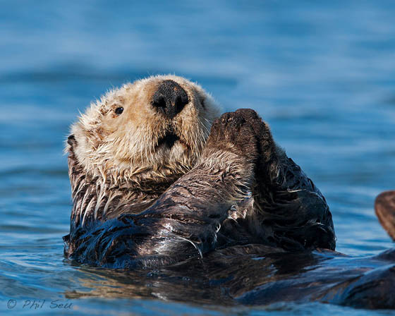 Photography of Cute and Funny Sea Otter with Humanized Expression