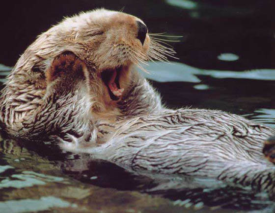 Photography of Cute and Funny Sea Otter with Humanized Expression