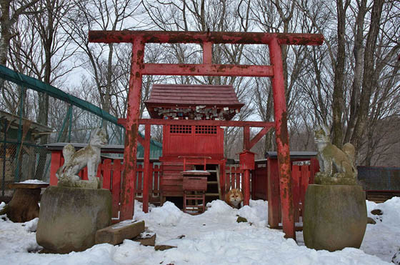 Zao Fox Village: Fox Village In Japan