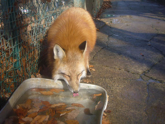 Zao Fox Village: Fox Village In Japan