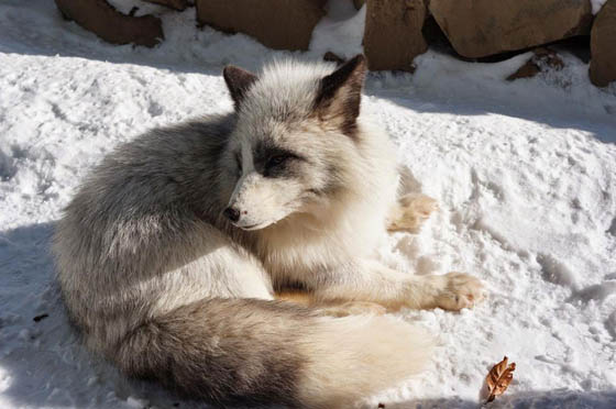 Zao Fox Village: Fox Village In Japan