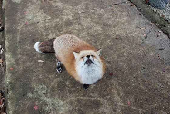 Zao Fox Village: Fox Village In Japan