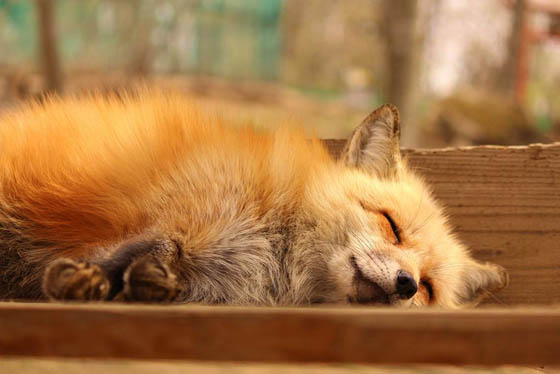 Zao Fox Village: Fox Village In Japan