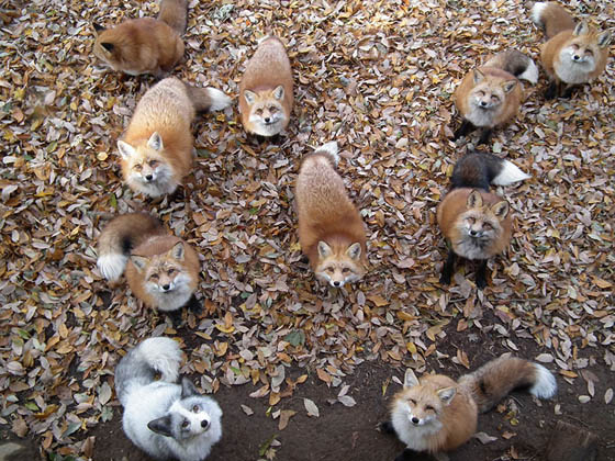 Zao Fox Village: Fox Village In Japan