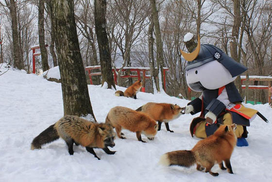 Zao Fox Village: Fox Village In Japan