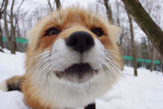 Zao Fox Village: Fox Village In Japan