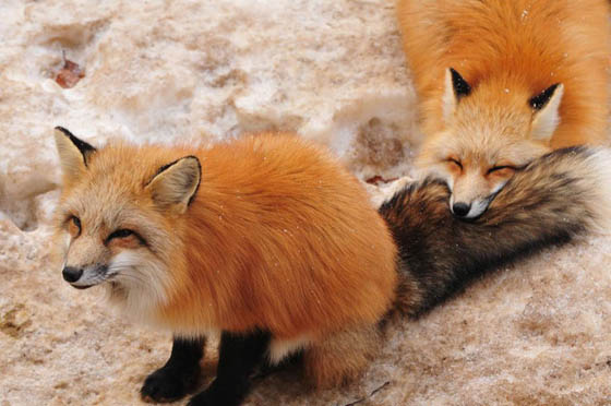 Zao Fox Village: Fox Village In Japan