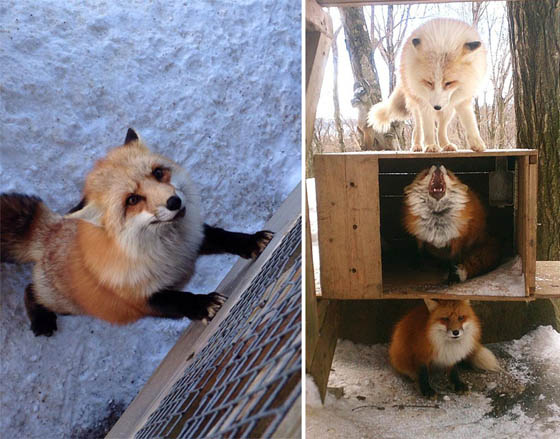 Zao Fox Village: Fox Village In Japan