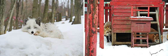 Zao Fox Village: Fox Village In Japan