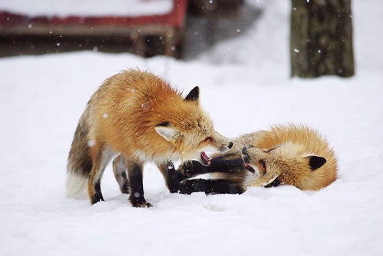 Zao Fox Village: Fox Village In Japan