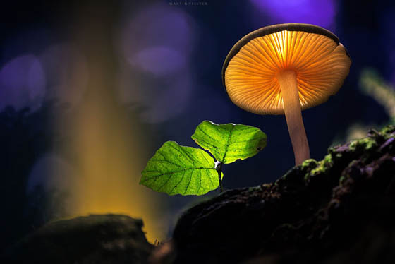 Fairy Tale like Photography of Glowing Mushroom by Martin Pfister