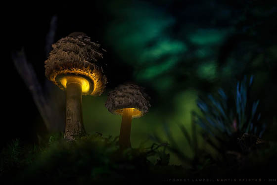 Fairy Tale like Photography of Glowing Mushroom by Martin Pfister