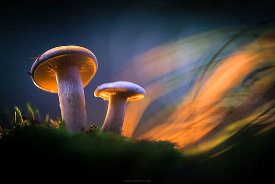 Fairy Tale like Photography of Glowing Mushroom by Martin Pfister