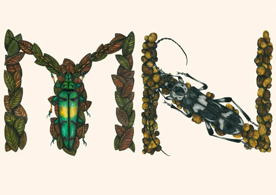 Unusual Insect Alphabet by Paula Duță