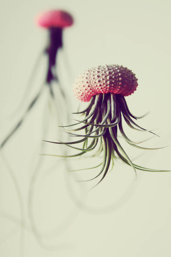 Unique Jellyfish Shaped Air Plant by 'PetitBeast'