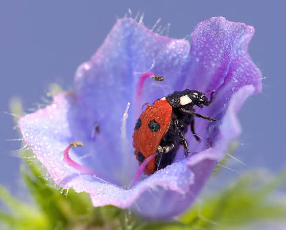 Beautiful Macro Photos of Ladybugs Glistening With Water