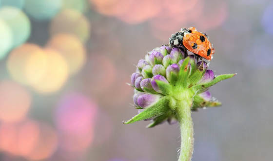 Beautiful Macro Photos of Ladybugs Glistening With Water