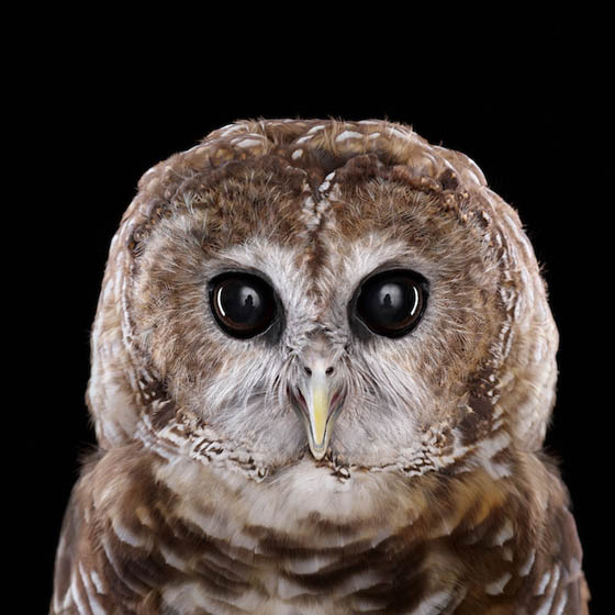 Stunning Photography of Owl by Brad Wilson