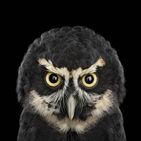Stunning Photography of Owl by Brad Wilson