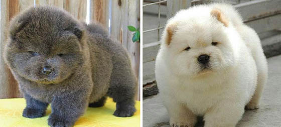 Cute Puffy Puppies that Looks Like Dolls