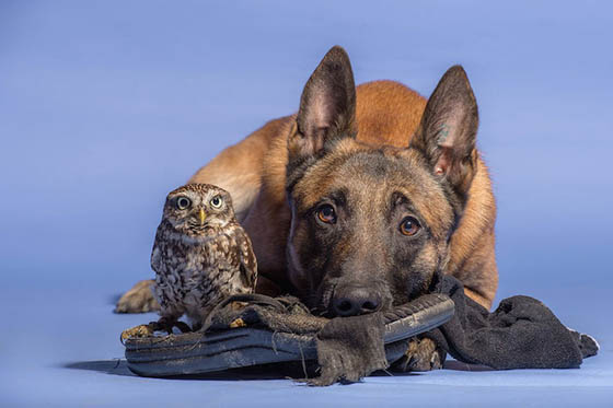 Unlikely Friendship Between a Dog and an Owl