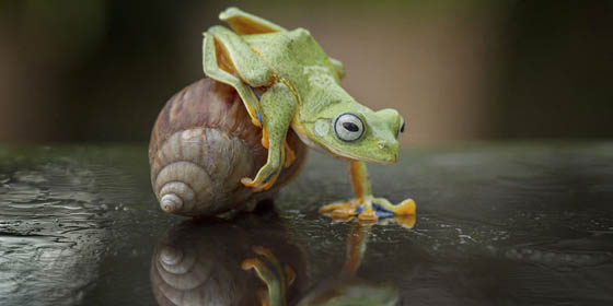 Amazing Photography of a Flying Frog Riding a Snail