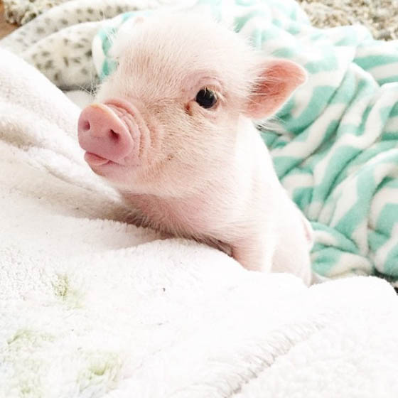 Heart Warming Photography of A 2-Year-Old Girl and Her 3-Month-Old Piglet