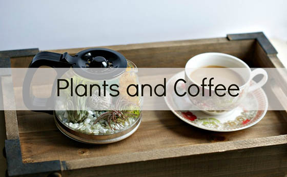 Plants and Coffee: Terrarium in Coffee Pot