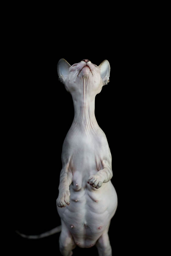 Stunning Photos of Hairless Hairless Sphynx Cats