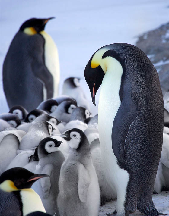 Heartwarming Photography of Emperor Penguins Huddling to Keep Chicks Warm