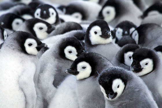 Heartwarming Photography of Emperor Penguins Huddling to Keep Chicks Warm