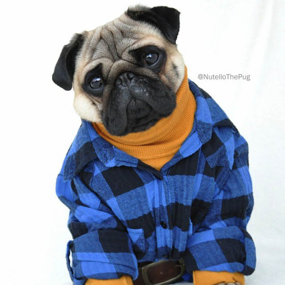 Nutello the Pug: One of the Most Fashionable Dogs on Instagram