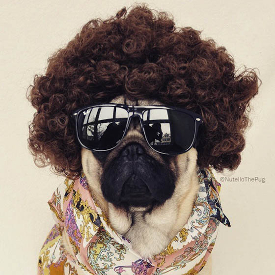 Nutello the Pug: One of the Most Fashionable Dogs on Instagram