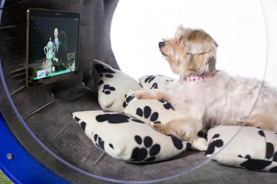 Samsung dream doghouse: the Most Suitable and Luxurious Doghouse