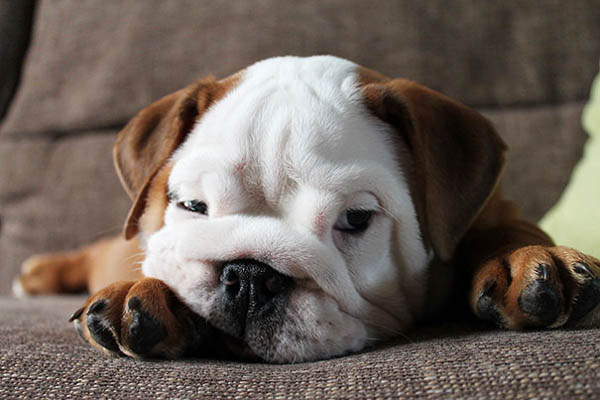 42 Adorable Bulldog Puppies Trying To Melt Your Heart